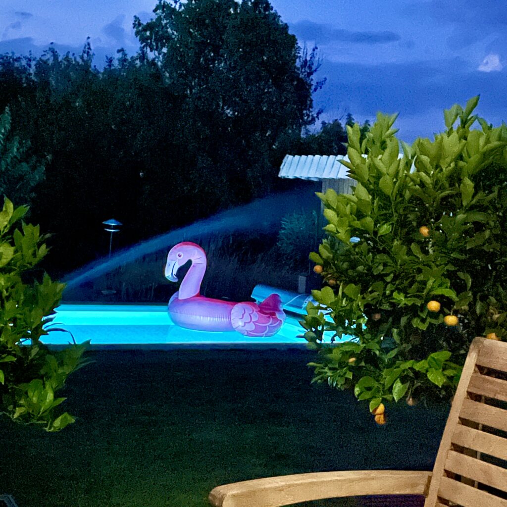 Flamingo im Pool mit Orangen